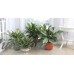 Aglaonema Chinese Evergreen Silver Bay Easy to Grow Live House Plant from Delray Plants, 10-inch Grower Pot   553130401